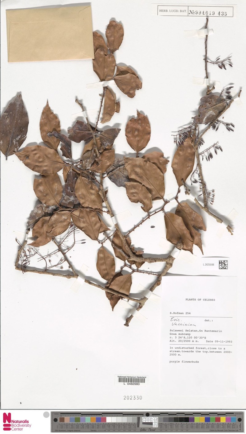 Vaccinium cuneifolium photo 3