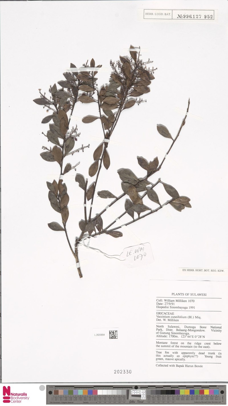 Vaccinium cuneifolium photo 4