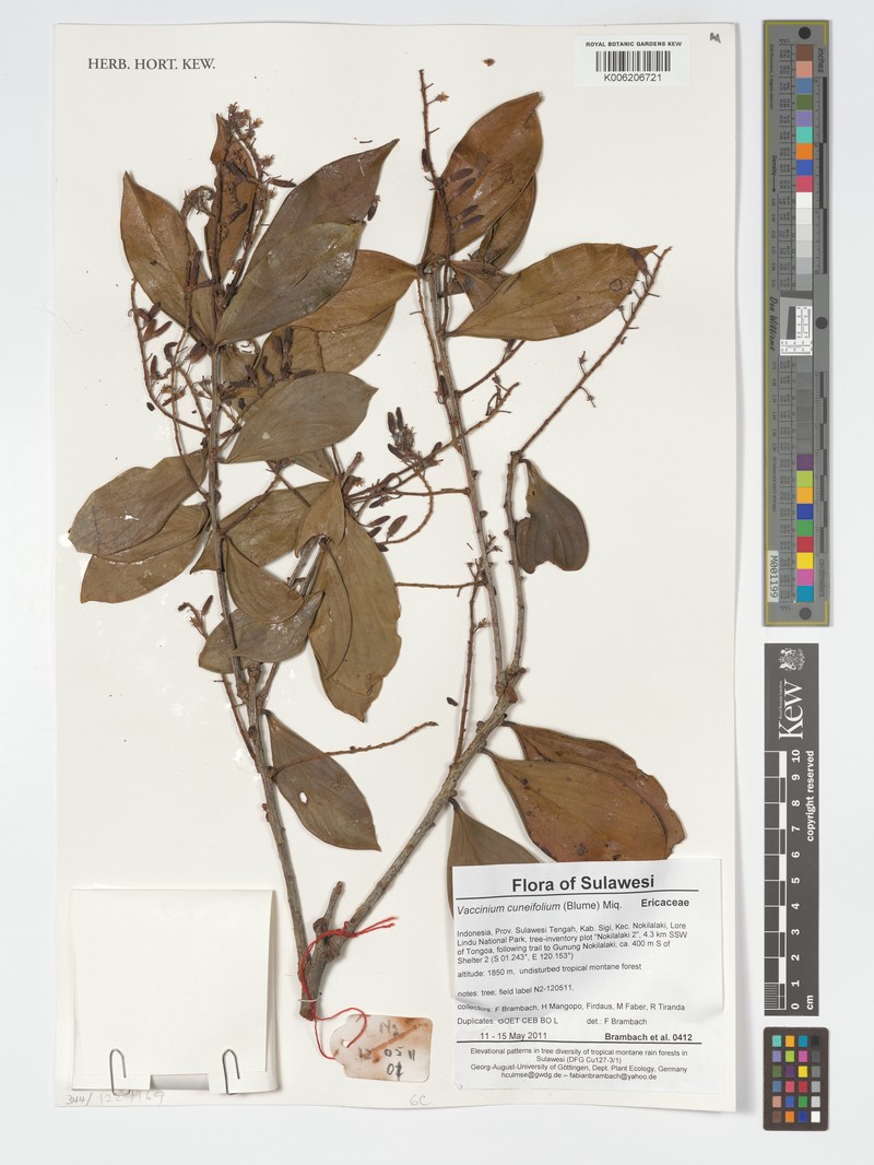 Vaccinium cuneifolium photo 5