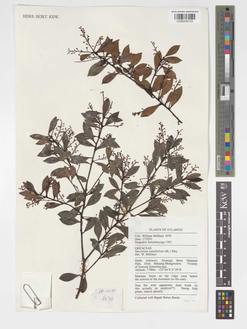 Vaccinium cuneifolium photo 6