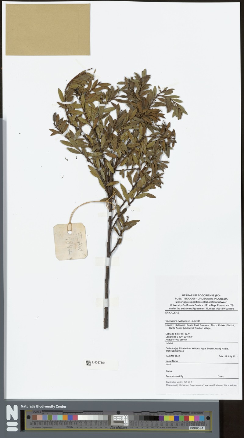 Vaccinium cyclopense