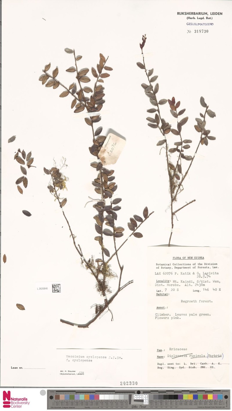 Vaccinium cyclopense photo 2