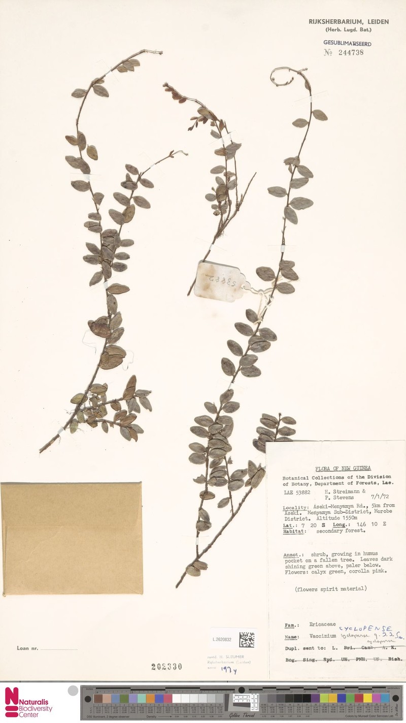 Vaccinium cyclopense photo 3