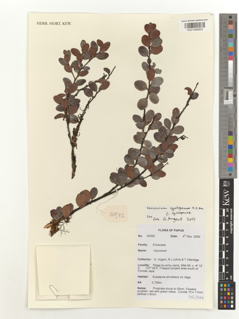 Vaccinium cyclopense photo 5