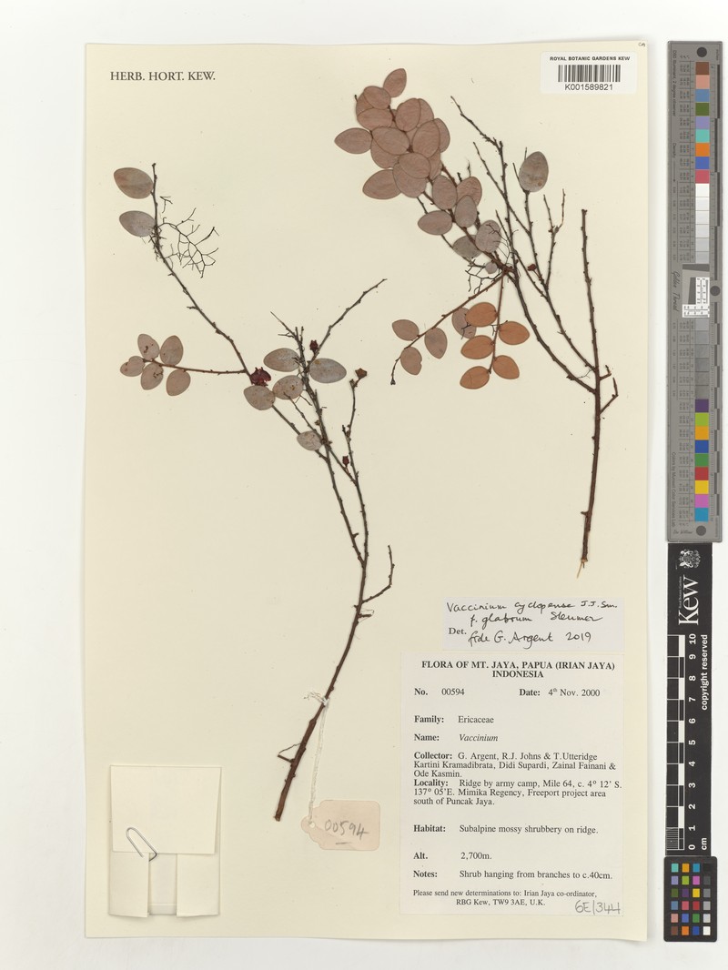 Vaccinium cyclopense photo 6