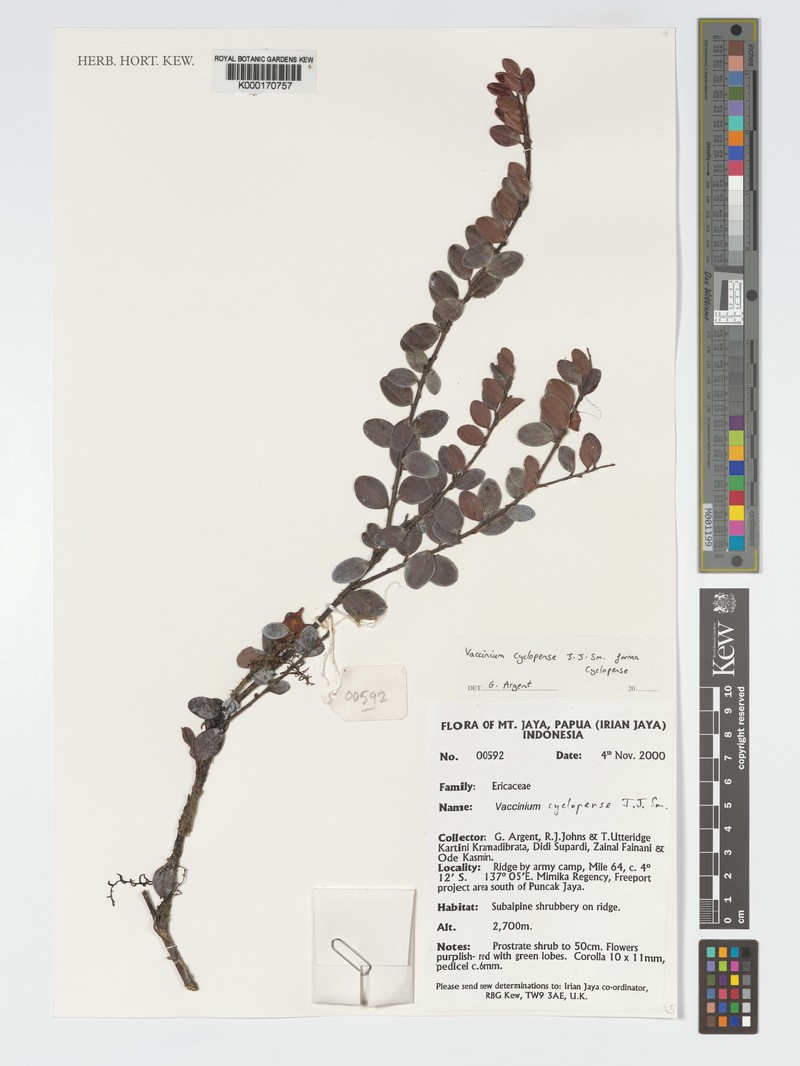 Vaccinium cyclopense photo 7