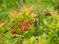 Vaccinium cylindraceum