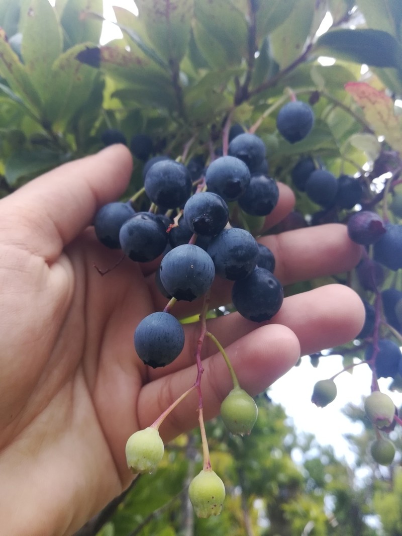 Vaccinium cylindraceum photo 2