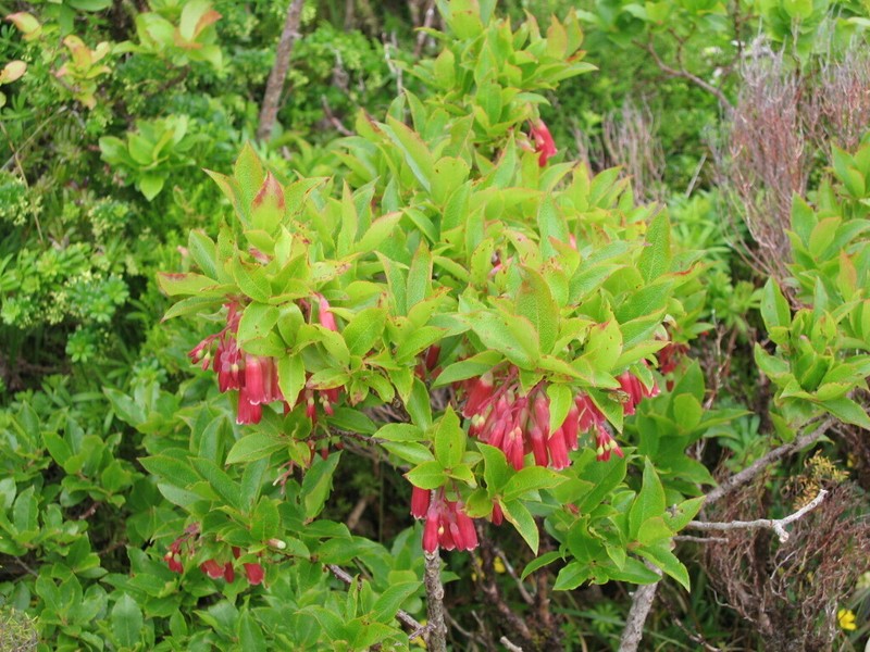 Vaccinium cylindraceum photo 4