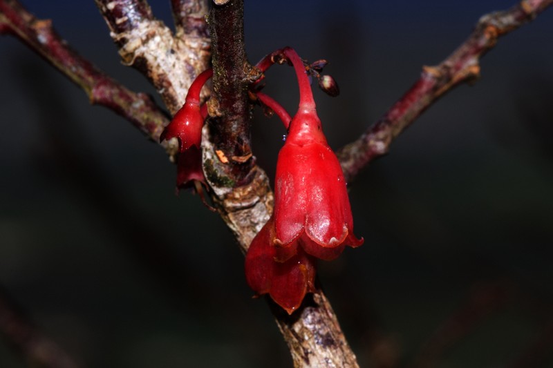 Vaccinium cylindraceum photo 5