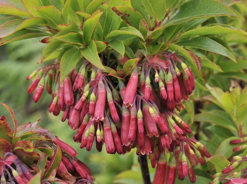 Vaccinium cylindraceum photo 6