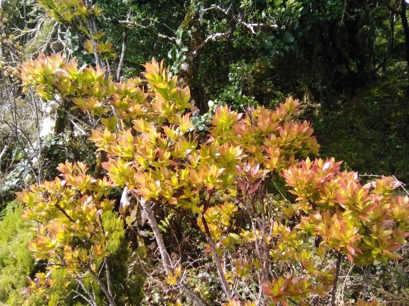 Vaccinium cylindraceum photo 7