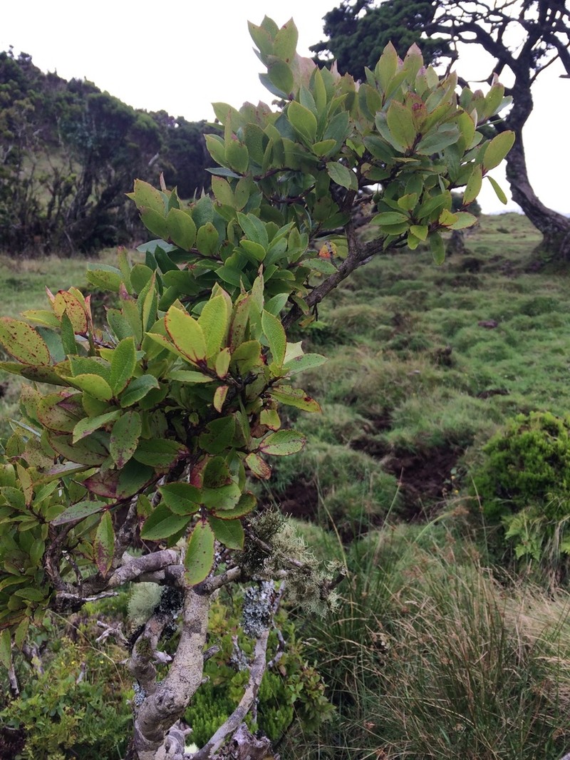 Vaccinium cylindraceum photo 8