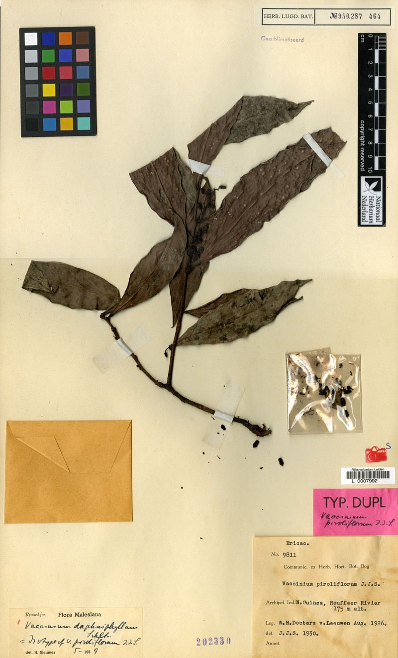 Vaccinium daphniphyllum
