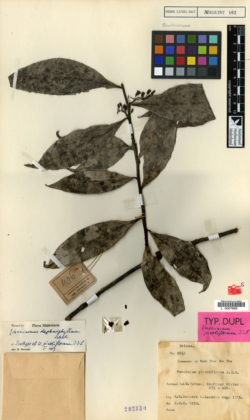 Vaccinium daphniphyllum photo 2