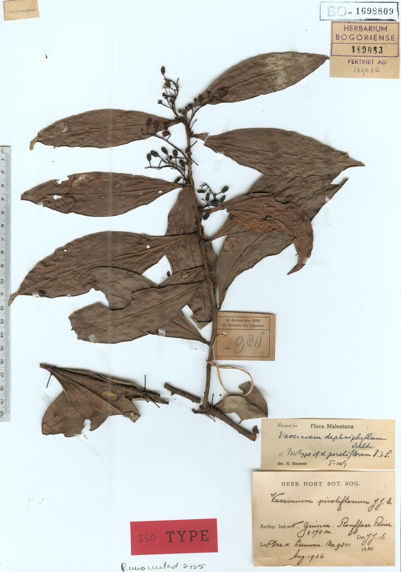 Vaccinium daphniphyllum photo 3