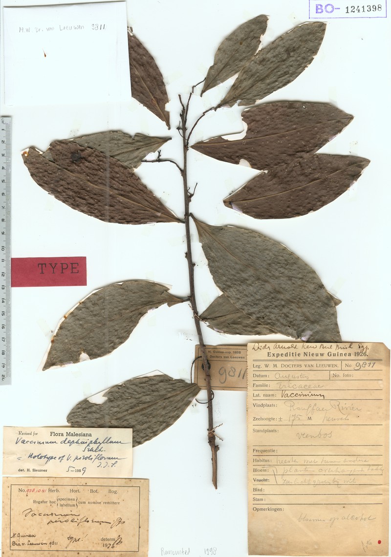 Vaccinium daphniphyllum photo 4