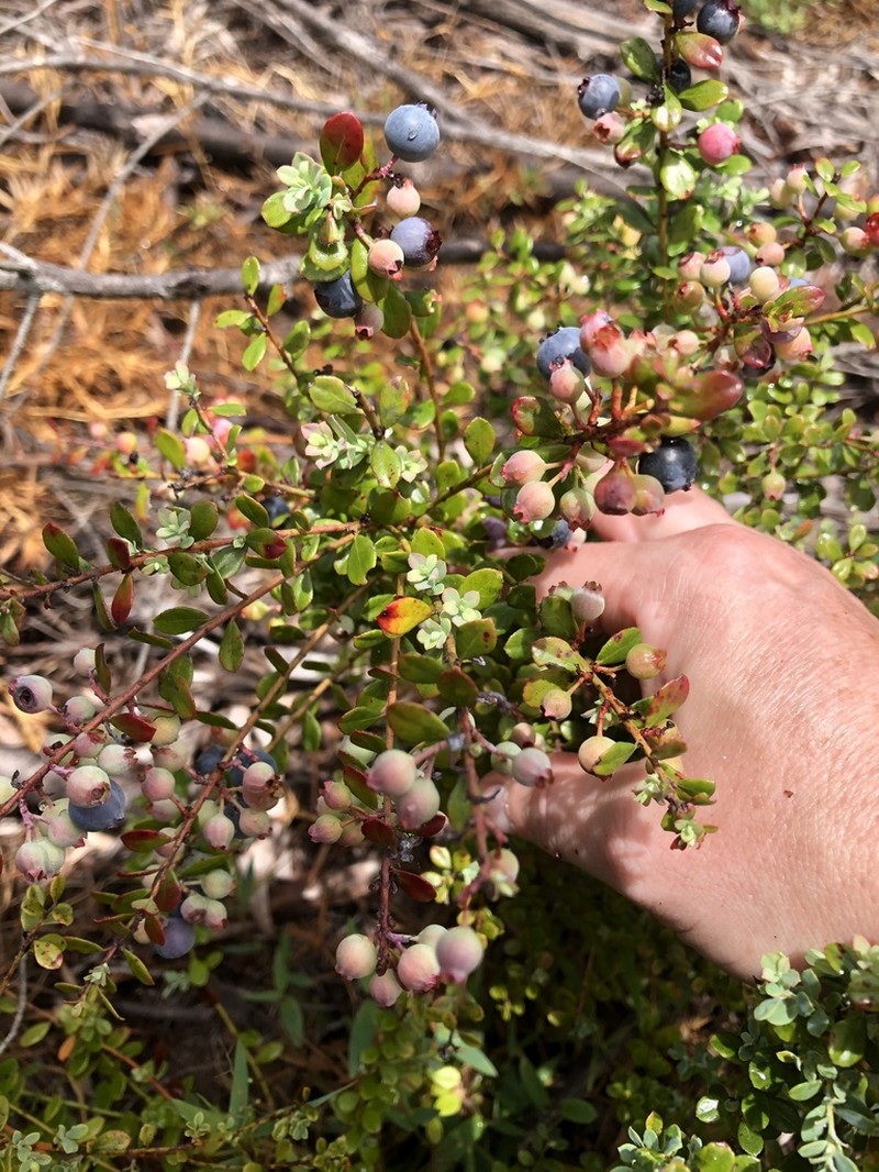 Darrow's Blueberry photo 3