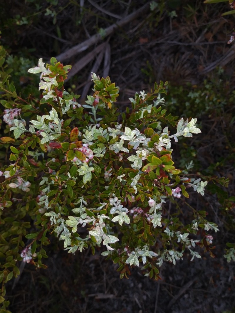Darrow's Blueberry photo 4