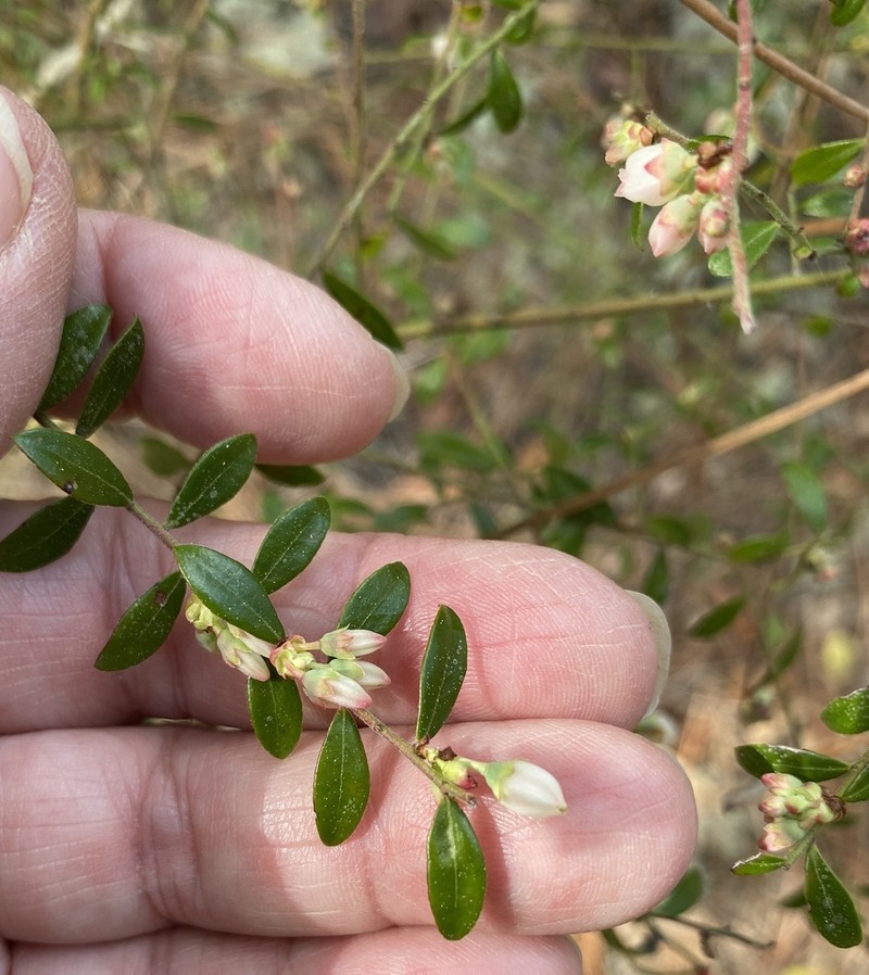 Darrow's Blueberry photo 5