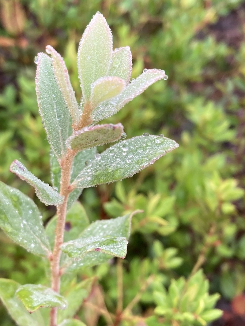 Darrow's Blueberry photo 6