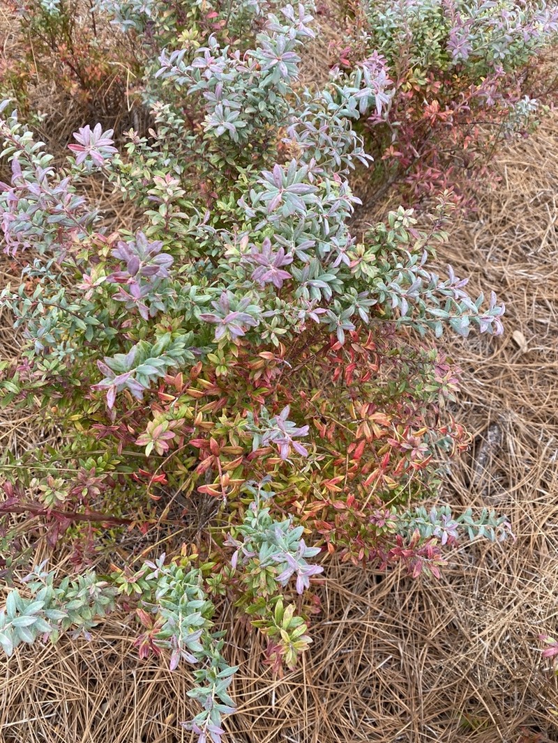 Darrow's Blueberry photo 7