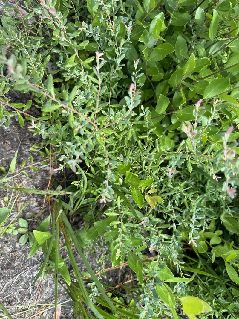 Darrow's Blueberry photo 8