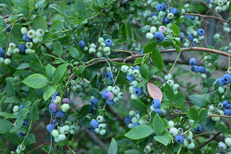 Darrow's Blueberry photo 2