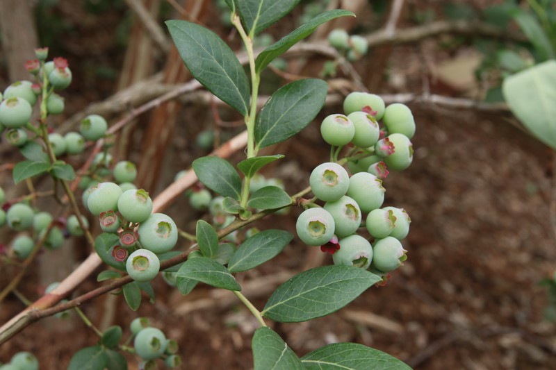 Darrow's Blueberry photo 3