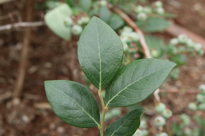 Darrow's Blueberry photo 4