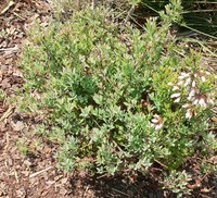 Darrow's Blueberry