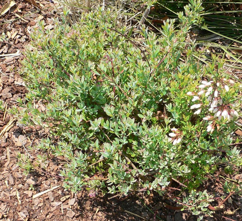 Darrow's Blueberry