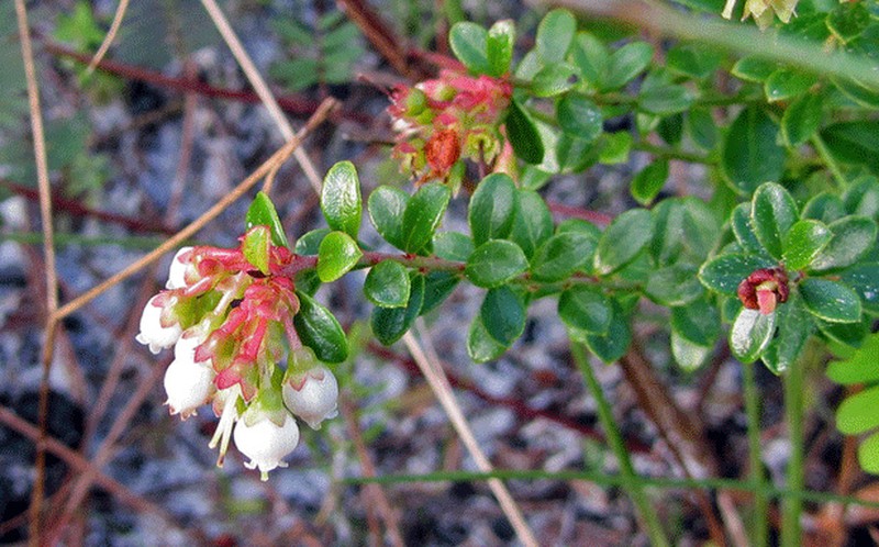 Darrow's Blueberry photo 5
