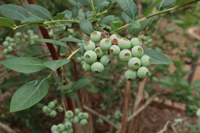 Darrow's Blueberry photo 6