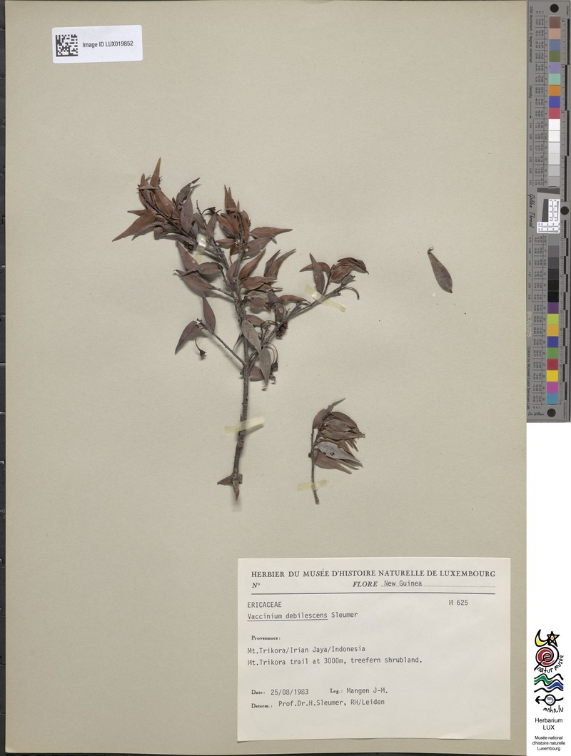 Vaccinium debilescens