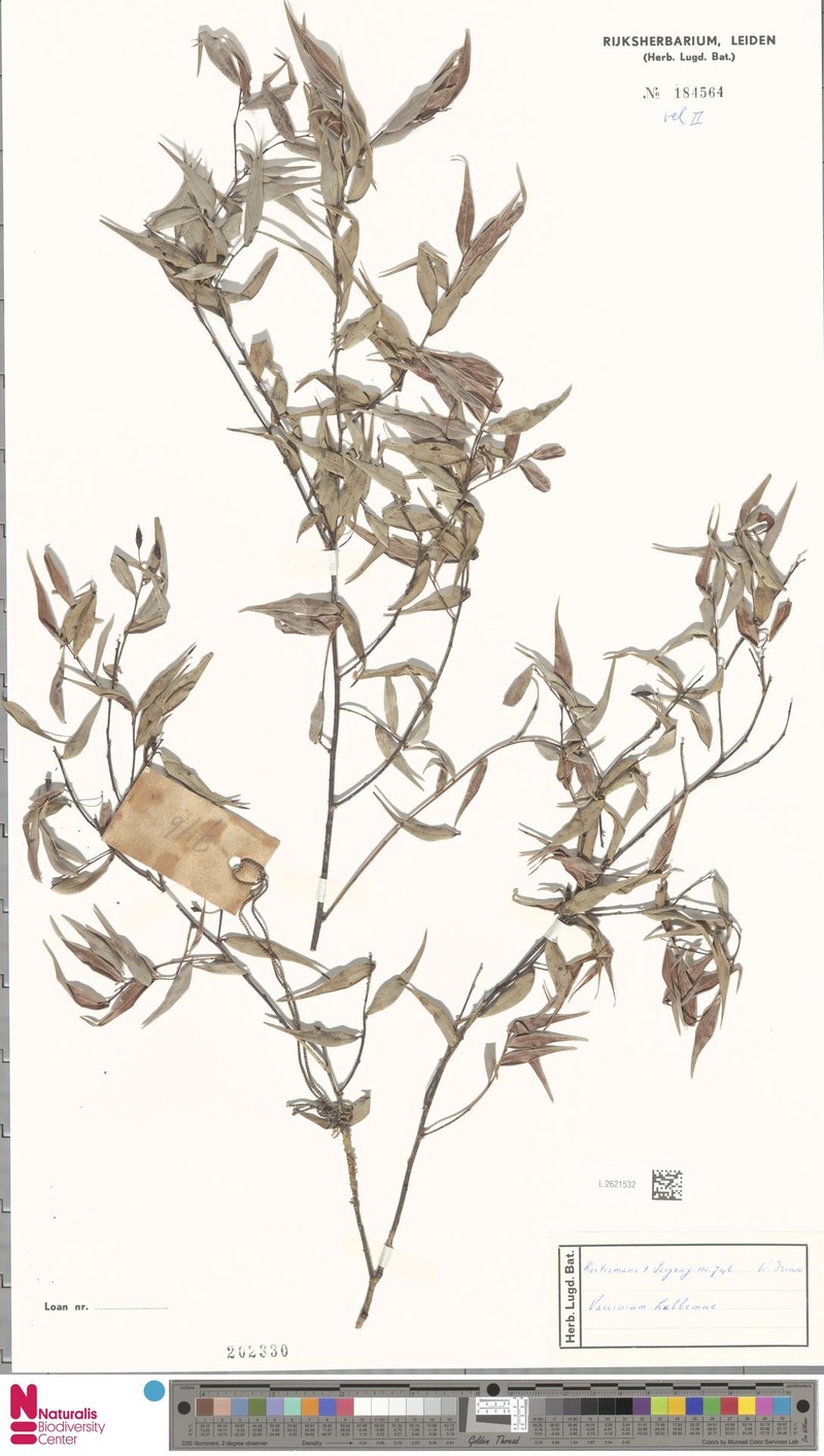 Vaccinium debilescens photo 2