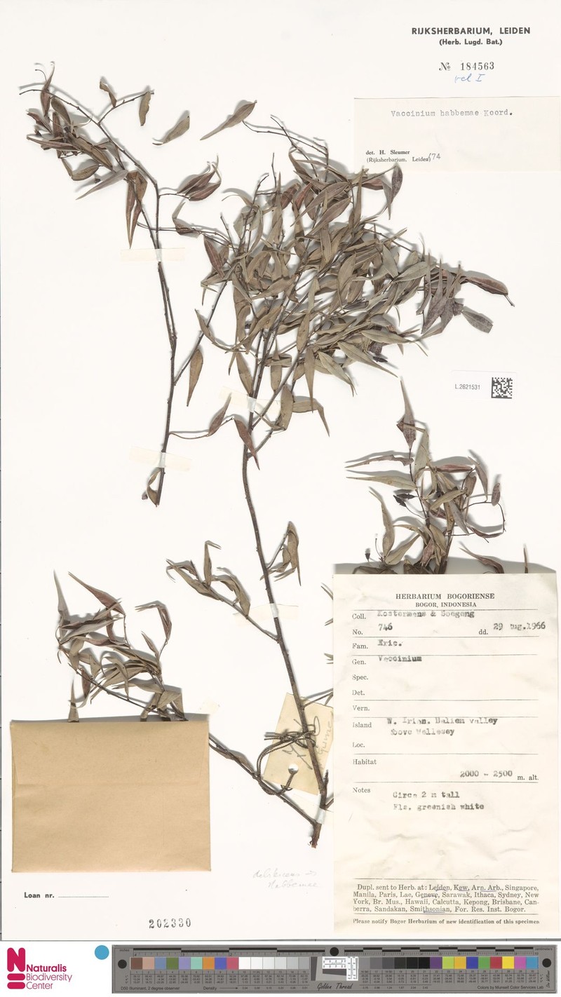 Vaccinium debilescens photo 3