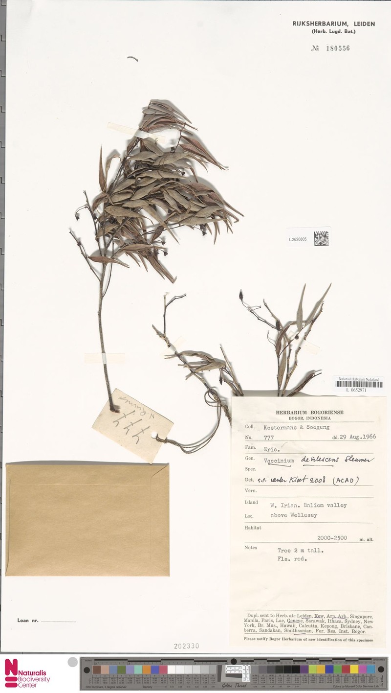 Vaccinium debilescens photo 4