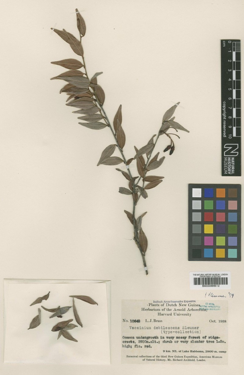Vaccinium debilescens photo 5