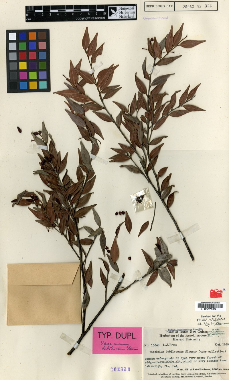Vaccinium debilescens photo 6