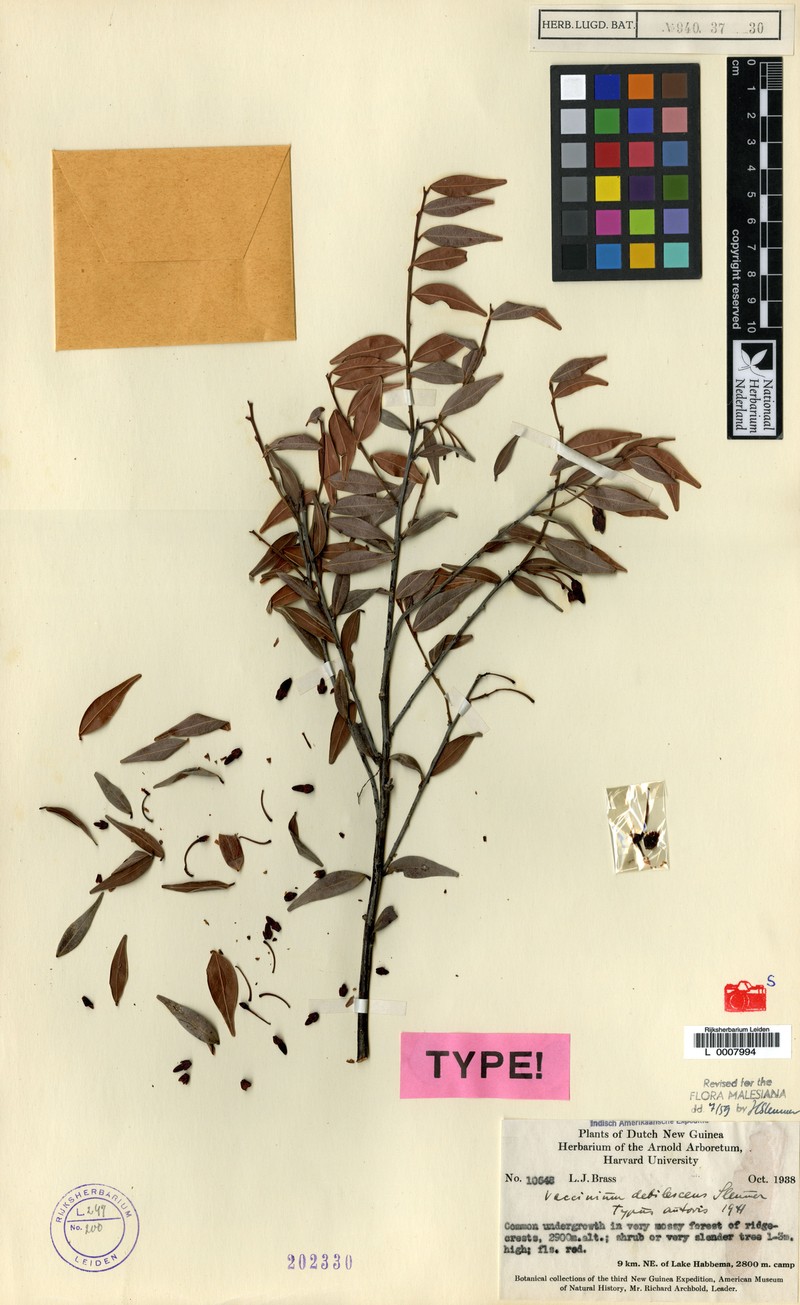 Vaccinium debilescens photo 7