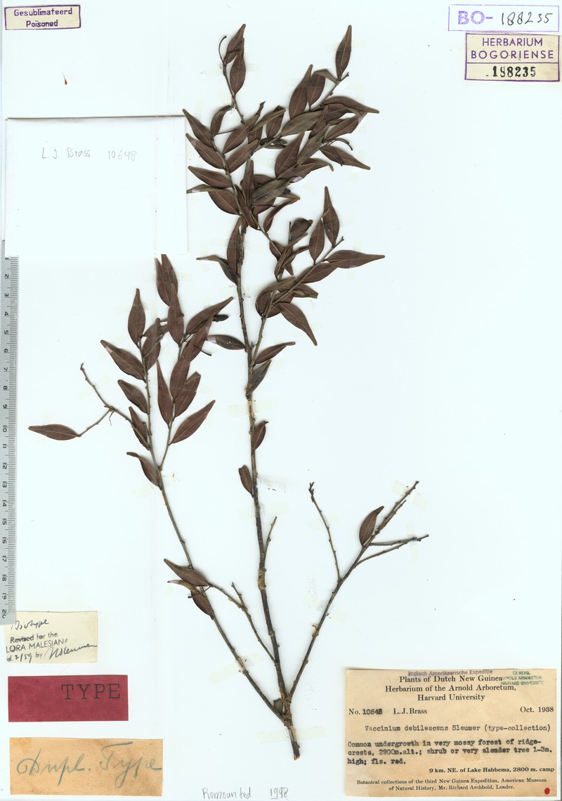 Vaccinium debilescens photo 8