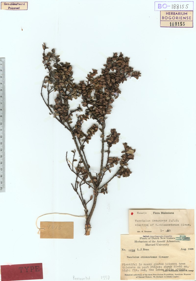 Vaccinium decumbens