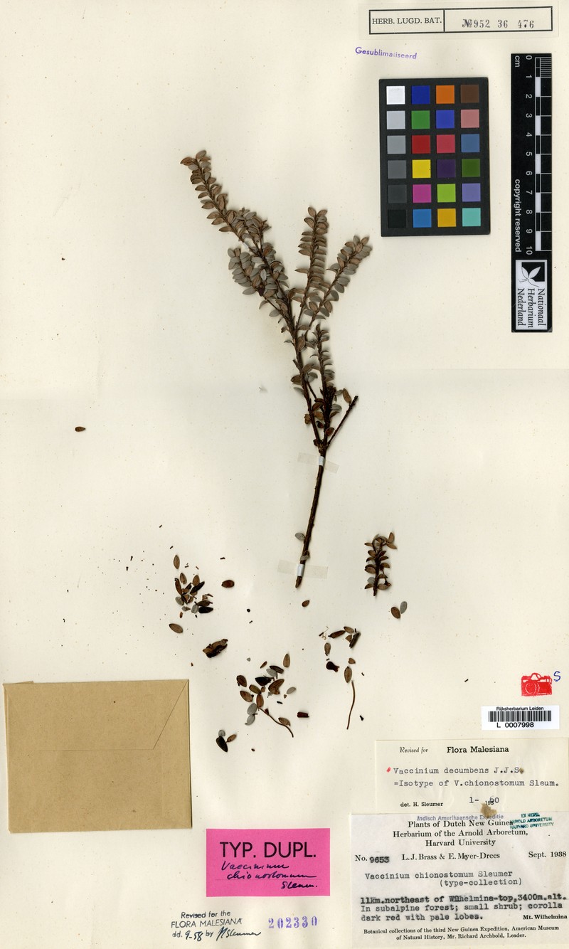 Vaccinium decumbens photo 2