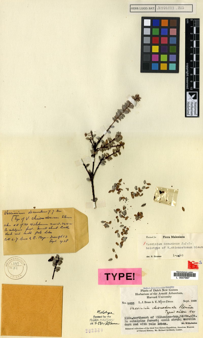 Vaccinium decumbens photo 3