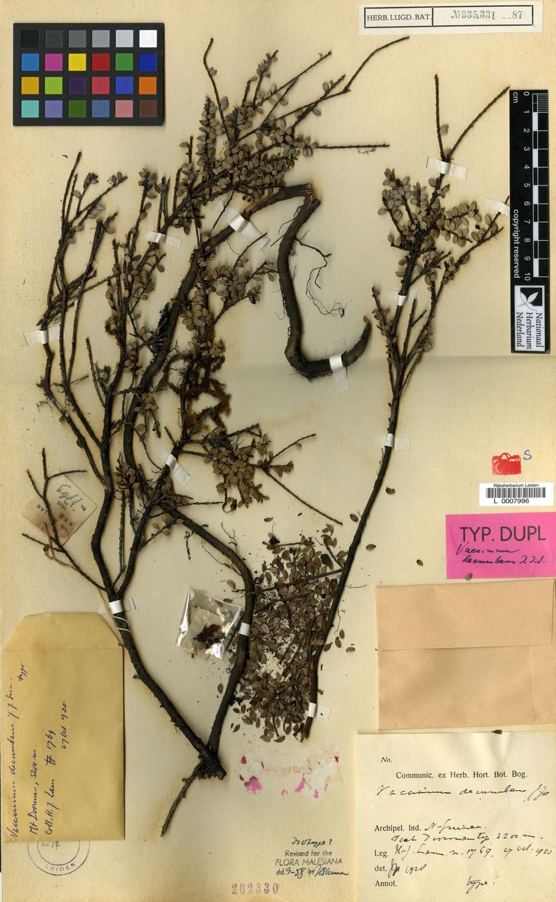 Vaccinium decumbens photo 4