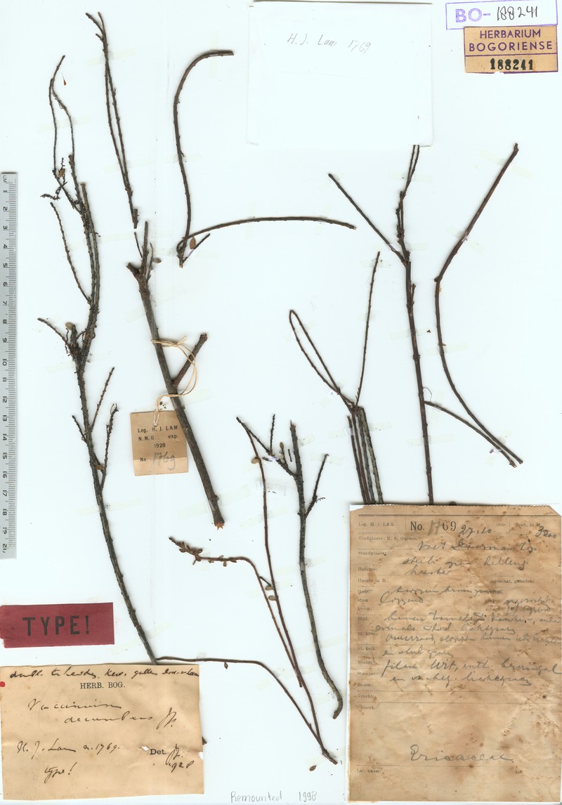 Vaccinium decumbens photo 5