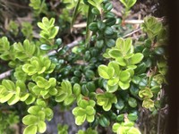 Vaccinium delavayi