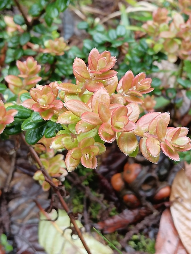 Vaccinium delavayi photo 2