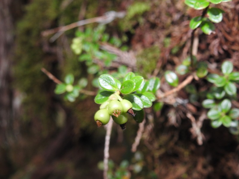 Vaccinium delavayi photo 3